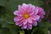 /album/fotogaleria-fotografia-macro/gfttt-18-640x480-jpg/